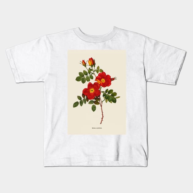 Wild Rose Antique Botanical Illustration Kids T-Shirt by Antiquated Art